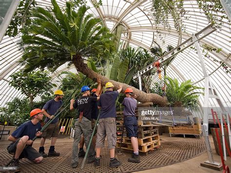 A 234 Year Old Plant Known As A Cycad And Believed To Be One Of The