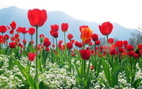 Watercolor flower painting nature bouquet spring art floral design flowers. Field Of Flowers Wallpapers - Wallpaper Cave