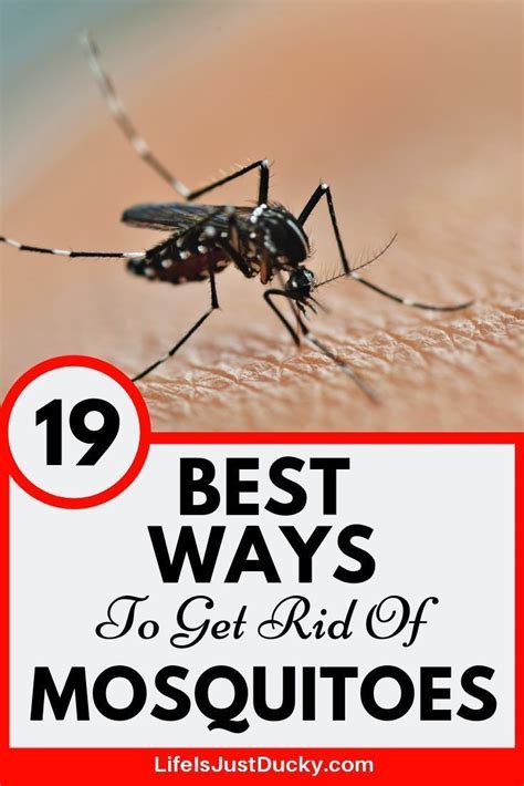 The female mosquito can lay up to 100 eggs, increasing the risk of diseases like west nile virus in addition to being an annoyance. 19 Best Ways To Get Rid Of Mosquitoes - Naturally | Kill ...