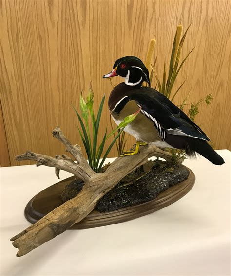 Wood Duck Taxidermy Mounts Stehlings Taxidermy