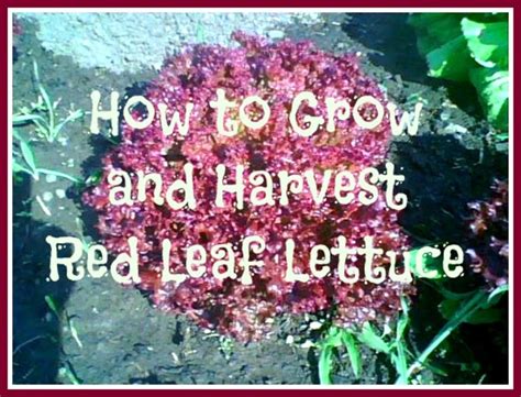 In addition, the green variety provides 6.5 mg of vitamin c per serving, which is about 10 percent of the daily. Growing: How to Grow and When to Harvest Red Leaf Lettuce ...