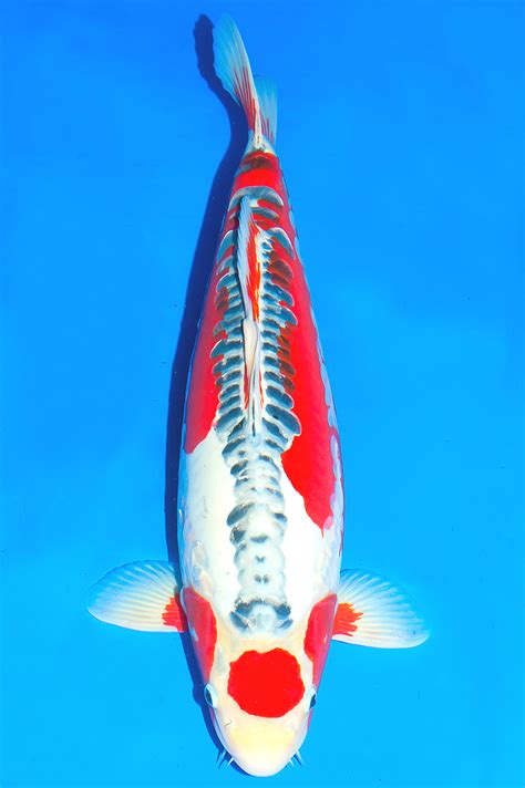Maruten Shusui | Koi fish, Japanese koi, Koi carp
