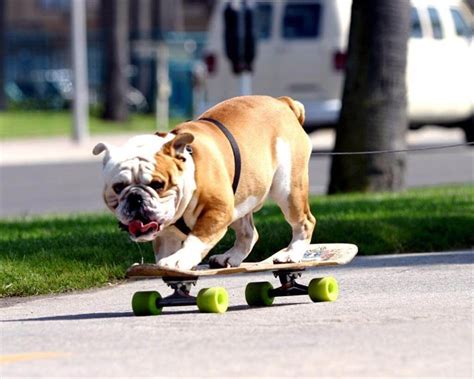 Skateboarding Dogs √ How To Teach A Dog To Skate How To Choose Best