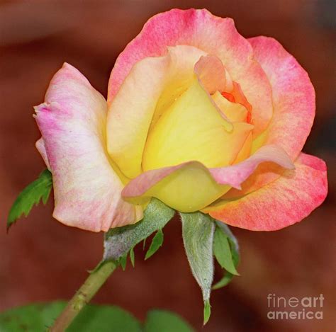 Budding Beauty Rose Photograph By Cindy Treger Pixels