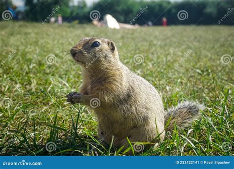 Funny Gopher In The Park Stock Image Image Of Curious 232422141