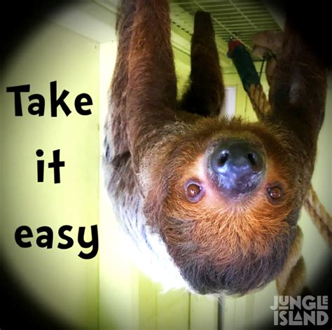 Take It Easy Come Learn Everything That Our Amazing Sloths Have To Teach Us With A Sloth