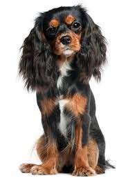 The king charles spaniel may have health problems such as heart defects, eye problems, patellar luxation (kneecap slipping), and fused toes das große fremdwörterbuch. Afbeeldingsresultaat voor cavalier king charles spaniel ...