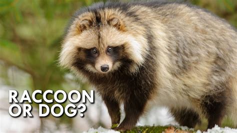 Tanuki The Dog That Thinks Its A Raccoon Youtube