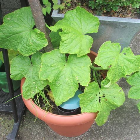 how to sow plant and grow cucumbers in containers in the garden dengarden