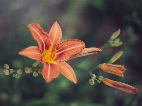 Red Tiger Lily Flower In Close Up Photography · Free Stock Photo