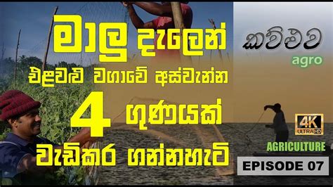 වැල් බෝග වගාව සදහා මාලු දැල යොදාගන්නා ආකාරය How To Use Fishing Net