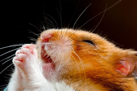 30 Cute Hamster Pictures You Need To See Funny Hamster Photos