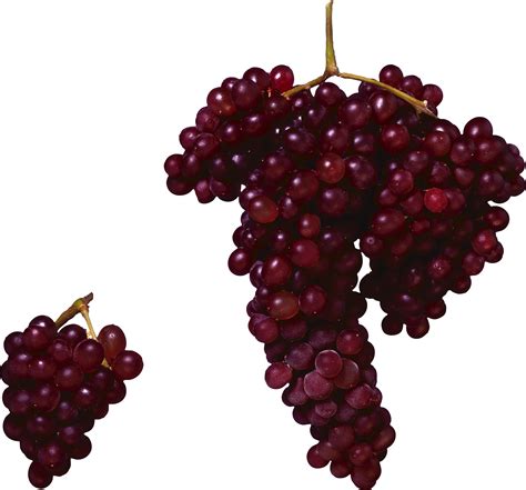 Red Grapes Clip Art Wine Fruit Image Pictures