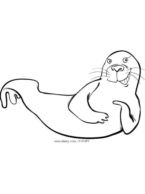 Harp Seal Coloring Pages Talking About Seals Is Truly Endless This
