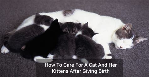 How To Care For A Cat And Her Kittens After Giving Birth