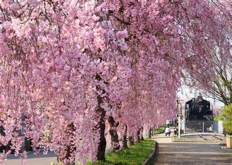 日中線しだれ桜並木｜東北の観光スポットを探す 旅東北 東北の観光・旅行情報サイト