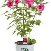 The flower color against the dark leaves make this very attractive, he said. Summerific® 'Evening Rose' - Rose Mallow - Hibiscus hybrid ...