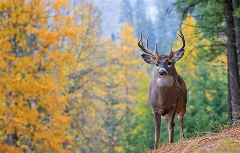 Imagini Pentru Deer National Geographic Whitetail Deer Pictures Deer