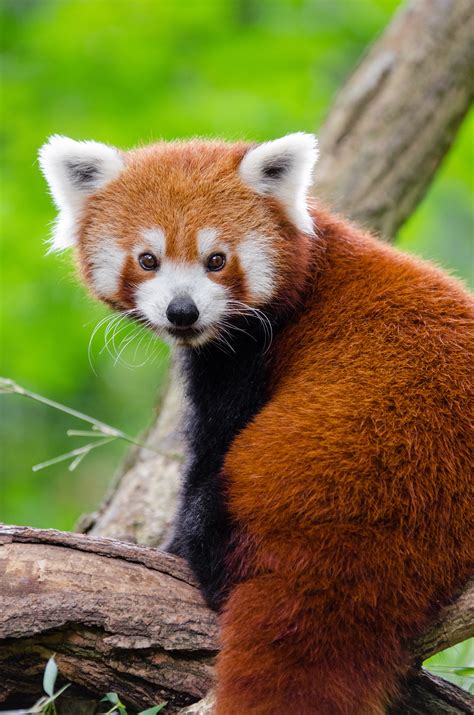 Red Panda On Branch · Free Stock Photo