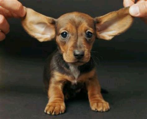 Dachshund Puppy Ears Cuties Pinterest