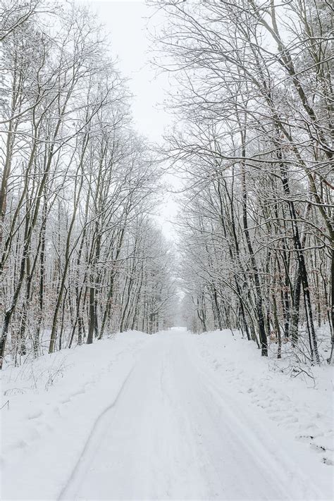 Hd Wallpaper A Snowy Road In The Forest Winter White Day Path Way