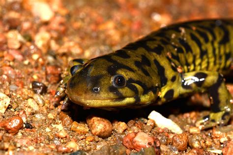 Barred Tiger Salamander With Scar Male Ambystoma Mavortium Flickr