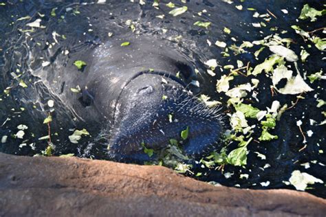 Manatee Rehabilitation Area Opens To Guests At Seaworld Orlando