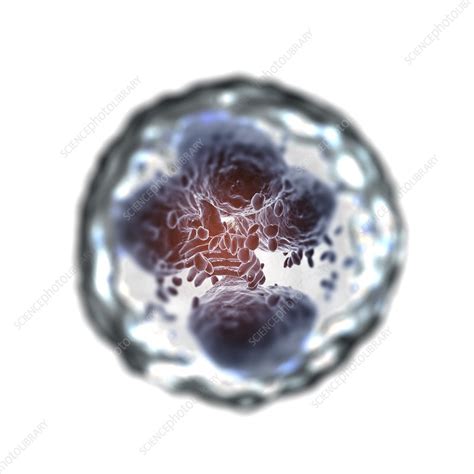 Neutrophil Cell Artwork Stock Image C0206424 Science Photo Library