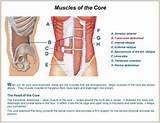 Photos of Core Muscles Anatomy