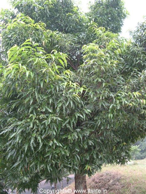It grows in warm, humid climate. Mast Tree | Ashoka Tree | Cemetry Tree | Ubbina | Trees ...