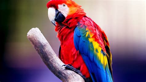 Wallpaper Parrot Colorful Hd 4k Animals 16690
