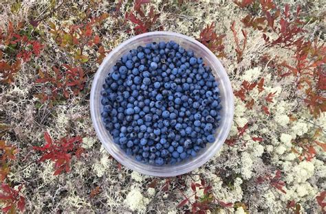 Picking Wild Blueberries In Newfoundland