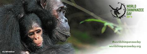 World Chimpanzee Day 14 July 2019 Jane Goodall Institute Belgium