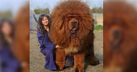 10 Of The Biggest Dogs You Will Ever See 2bc