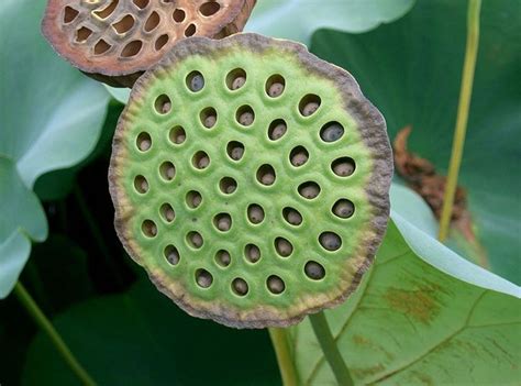 Lotus Care Growing The Sacred Lotus In Your Pond Seed Pods Nelumbo