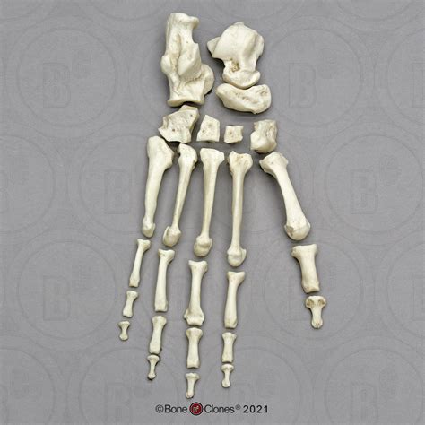 Chimpanzee Foot Disarticulated Bone Clones Inc Osteological