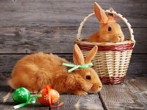 Of course, not everyone loves the easter bunny as much as i do… …but this might just be my favorite picture of the day…what a cutie! Easter Bunnies: Why Rabbits Became the Symbol of Easter