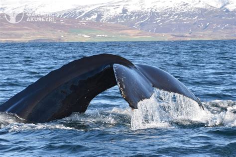 Whale Watching Visit Akureyri