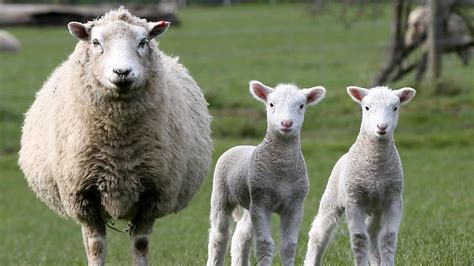 Twin Lamb Ewes At Risk The Weekly Times