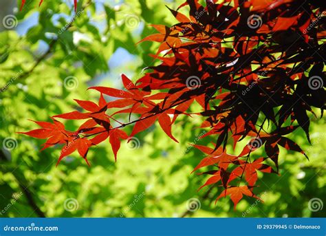 Red Maple Leaves Surrounded By Green Ones Stock Image Image Of