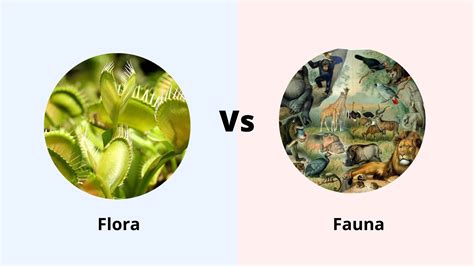 Flora Vs Fauna Differences Between Flora And Fauna