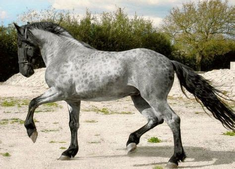 murgese horse stallion  ponies horses dressage horses rare horses