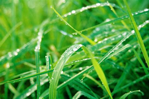 Dew Grass Free Photo Download Freeimages