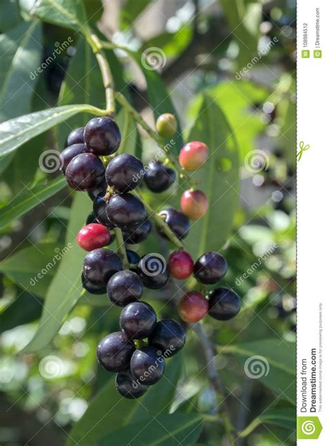 So if the cherry laurel is so closely related to edible cherries that that mean that the fruits are not poisonous? Prunus Laurocerasus Cherry Laurel Shrub, Ripening Fruits ...