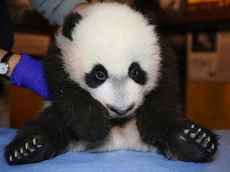 Giant Panda Cub Bei Bei Makes First Public Appearance Saturday Wtop News