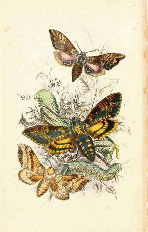 Vintage Ephemera Natural History Butterfly Art Print Insect Art