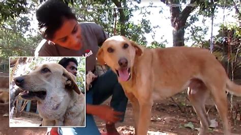 Dog With Balloon Sized Abscess Under His Chin Is Now Happy And Healthy
