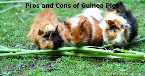 The Pros And Cons Of Guinea Pigs Loads Of Affection
