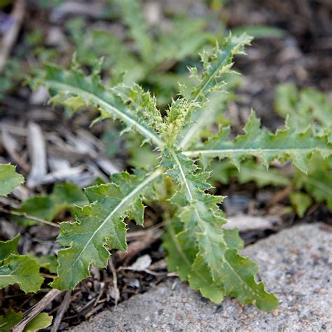 Common Weeds In Lawns And Gardens Identification Control
