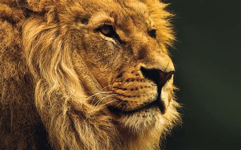 Mu49 National Geographic Nature Animal Lion Yellow Wallpaper